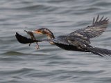vlieg met padda (2) : jan